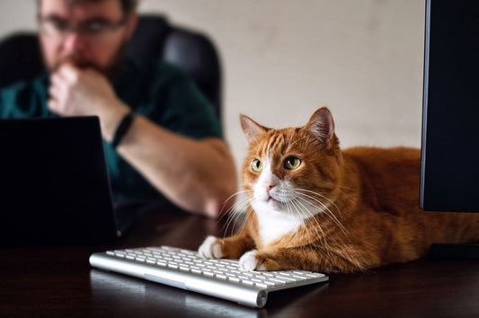 Cat sitting on desk